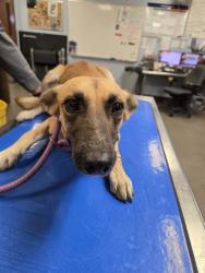 Shelter Stray Female Dog last seen 3RD ST AND BROOKE PL, 2500 S 27th Ave, Phoenix, AZ 85009, USA