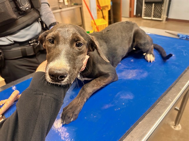 Shelter Stray Female Dog last seen 3RD ST AND BROOKE PL, 2500 S 27th Ave, Phoenix, AZ 85009, USA