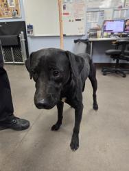 Shelter Stray Male Dog last seen 3RD ST AND BROOKE PL, 2500 S 27th Ave, Phoenix, AZ 85009, USA