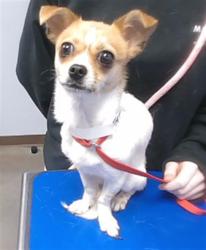 Shelter Stray Female Dog last seen 75TH AVE AND LOWER BUCKEYE RD, 2500 S 27th Ave, Phoenix, AZ 85009, USA