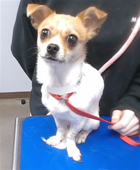 Shelter Stray Female Dog last seen 75TH AVE AND LOWER BUCKEYE RD, 2500 S 27th Ave, Phoenix, AZ 85009, USA