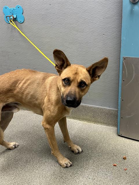 Shelter Stray Male Dog last seen Near BLOCK E NICKEL AVE, JEAN NV 89019, 655 N Mojave Rd, Las Vegas, NV 89101, USA
