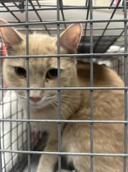 Shelter Stray Female Cat last seen Near BLOCK W CHEYENNE AVE, NORTH LAS VEGAS NV 89030, 655 N Mojave Rd, Las Vegas, NV 89101, USA