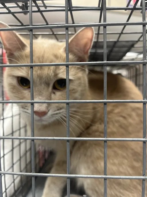 Shelter Stray Female Cat last seen Near BLOCK W CHEYENNE AVE, NORTH LAS VEGAS NV 89030, 655 N Mojave Rd, Las Vegas, NV 89101, USA