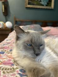 Lost Male Cat last seen Medford and Carlow St, El Cajon, CA 92020