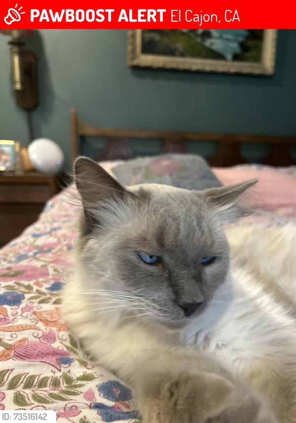 Lost Male Cat last seen Medford and Carlow St, El Cajon, CA 92020