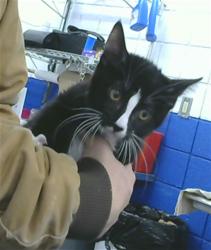 Shelter Stray Male Cat last seen CHALESTON ST SE, 8920 Lomas Blvd NE, Albuquerque, NM 87112, USA