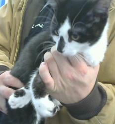 Shelter Stray Male Cat last seen CHARLESTON ST SE, 8920 Lomas Blvd NE, Albuquerque, NM 87112, USA