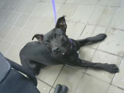 Shelter Stray Male Dog last seen Near BLOCK PARSIFAL ST NE, 8920 Lomas Blvd NE, Albuquerque, NM 87112, USA