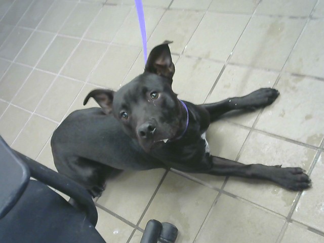 Shelter Stray Male Dog last seen Near BLOCK PARSIFAL ST NE, 8920 Lomas Blvd NE, Albuquerque, NM 87112, USA