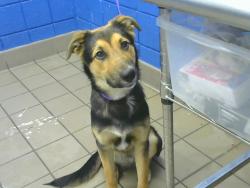 Shelter Stray Male Dog last seen Near BLOCK PARSIFAL ST NE, 8920 Lomas Blvd NE, Albuquerque, NM 87112, USA