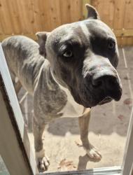 Shelter Stray Male Dog last seen , 4710 TX-151, San Antonio, TX 78227, USA