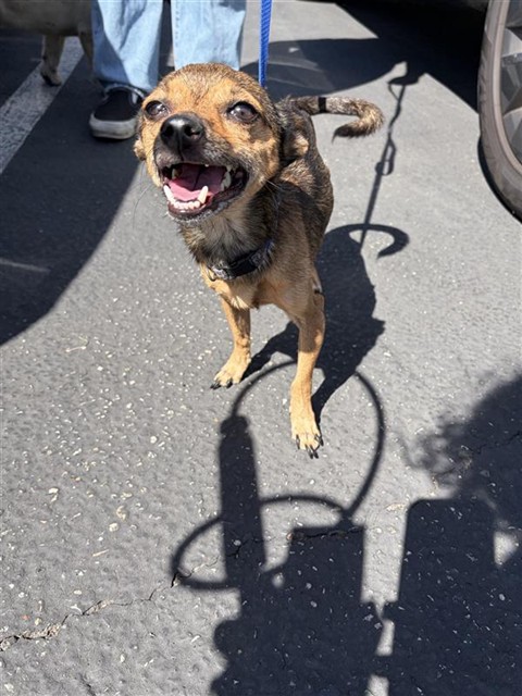 Shelter Stray Female Dog last seen Near BLK SOUTH ST, CERRITOS, CA 90703, Cerritos, CA 90703, USA