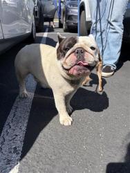 Shelter Stray Male Dog last seen Near BLK SOUTH ST, CERRITOS, CA 90703, Cerritos, CA 90703, USA