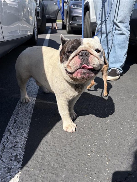Shelter Stray Male Dog last seen Near BLK SOUTH ST, CERRITOS, CA 90703, Cerritos, CA 90703, USA