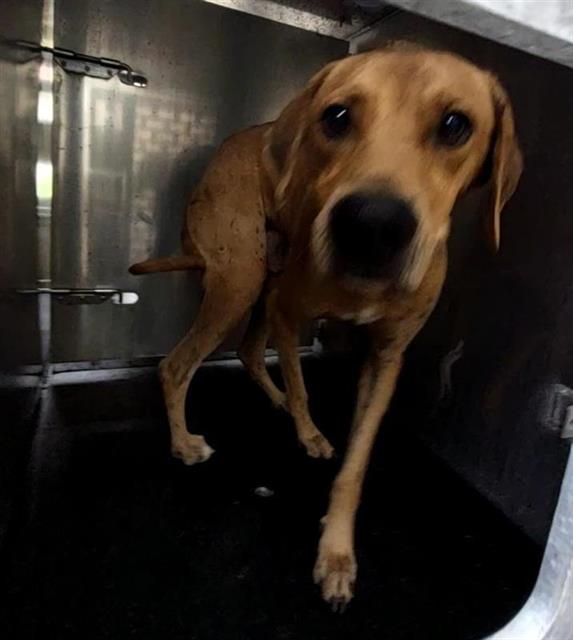 Shelter Stray Male Dog last seen PITLUK, 4710 TX-151, San Antonio, TX 78227, USA