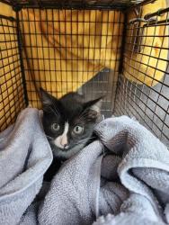 Shelter Stray Male Cat last seen Near BLOCK E BONNER AVE, 4710 TX-151, San Antonio, TX 78227, USA
