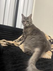 Lost Male Cat last seen nato staff college base, Norfolk, VA 23511