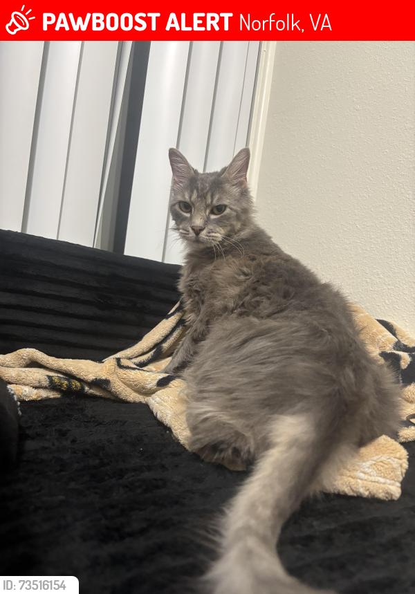 Lost Male Cat last seen nato staff college base, Norfolk, VA 23511