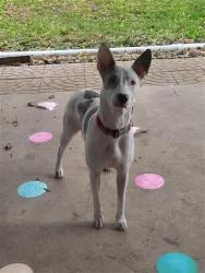 Shelter Stray Female Dog last seen Near BLOCK UPWOOD, 4710 TX-151, San Antonio, TX 78227, USA