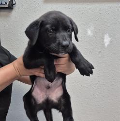 Shelter Stray Male Dog last seen Near BLOCK BASSE RD, 4710 TX-151, San Antonio, TX 78227, USA