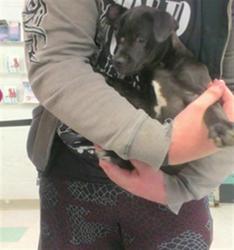 Shelter Stray Male Dog last seen , 2811 SE 29th St, Oklahoma City, OK 73129, USA