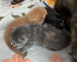 Shelter Stray Female Cat last seen Near, 5001 E Raymond St, Indianapolis, IN 46203, USA