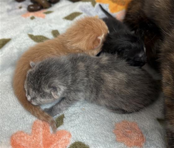 Shelter Stray Female Cat last seen Near, 5001 E Raymond St, Indianapolis, IN 46203, USA