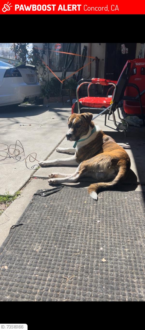 Lost Male Dog last seen Grant and Solano, Concord, CA 94520