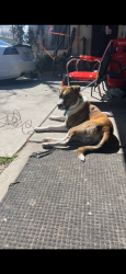 Lost Male Dog last seen Grant and Solano, Concord, CA 94520