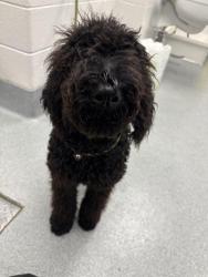 Shelter Stray Male Dog last seen Near, 5001 E Raymond St, Indianapolis, IN 46203, USA