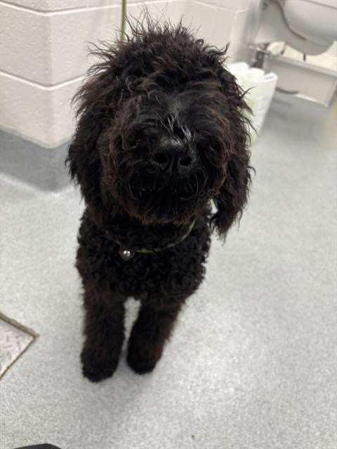 Shelter Stray Male Dog last seen Near, 5001 E Raymond St, Indianapolis, IN 46203, USA