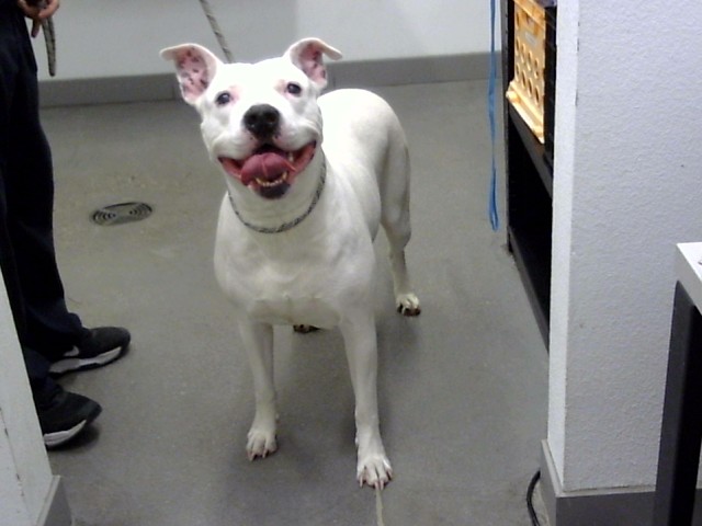 Shelter Stray Female Dog last seen MESA DR AND UNIVERSITY DR, 1920 S Lewis, Mesa, AZ 85210, USA