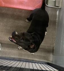 Shelter Stray Male Dog last seen , 1150 11 Mile Corner, Casa Grande, AZ 85194, USA