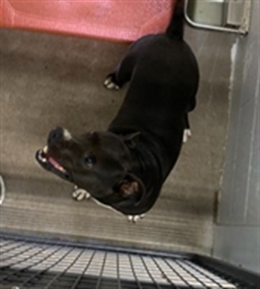 Shelter Stray Male Dog last seen , 1150 11 Mile Corner, Casa Grande, AZ 85194, USA