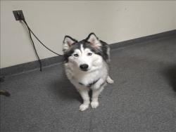Shelter Stray Male Dog last seen , 3201 Lacy St, Los Angeles, CA 90031, USA