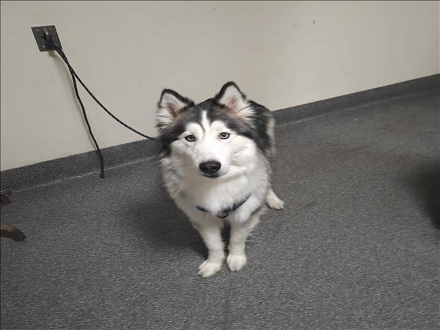 Shelter Stray Male Dog last seen , 3201 Lacy St, Los Angeles, CA 90031, USA