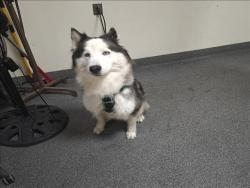 Shelter Stray Male Dog last seen , 3201 Lacy St, Los Angeles, CA 90031, USA