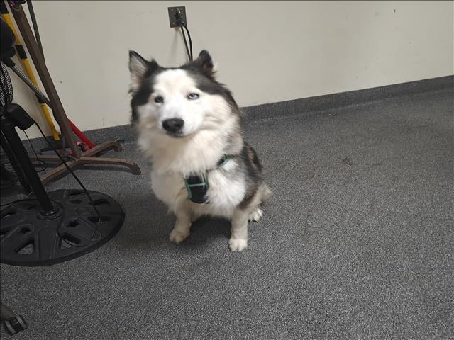 Shelter Stray Male Dog last seen , 3201 Lacy St, Los Angeles, CA 90031, USA