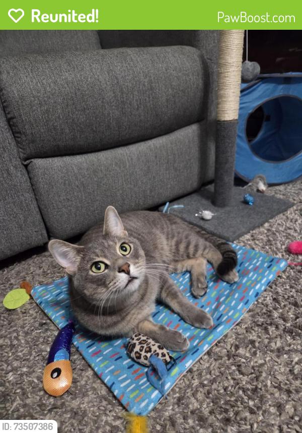 Reunited Male Cat last seen Near street 164 avenue, Edmonton, AB T5X 4P1
