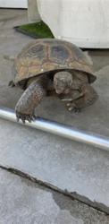 Shelter Stray Unknown Other last seen WEEPING WILLOW X GLEN OAK, 333 Chandler Pl, San Bernardino, CA 92408, USA