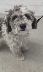 Shelter Stray Male Dog last seen LASSEN AVE X ESPERANZA ST, 333 Chandler Pl, San Bernardino, CA 92408, USA