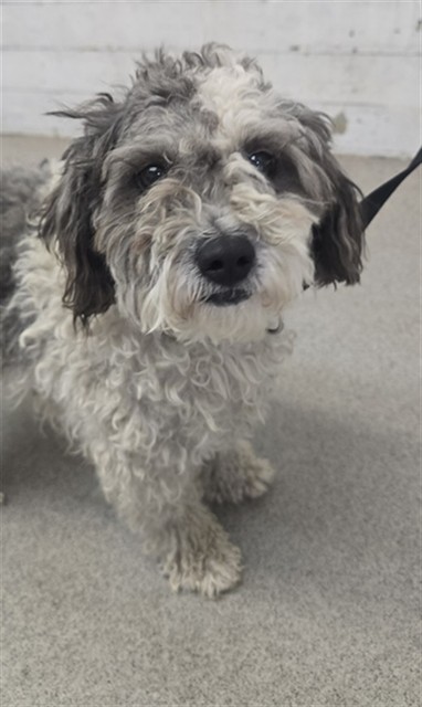 Shelter Stray Male Dog last seen LASSEN AVE X ESPERANZA ST, 333 Chandler Pl, San Bernardino, CA 92408, USA