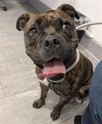 Shelter Stray Female Dog last seen Near BLOCK VALENTIA ST, DENVER CO 80220, 2080 S Quebec St, Denver, CO 80231, USA