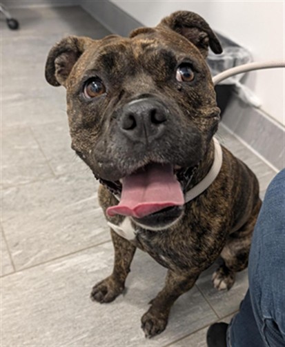 Shelter Stray Female Dog last seen Near BLOCK VALENTIA ST, DENVER CO 80220, 2080 S Quebec St, Denver, CO 80231, USA