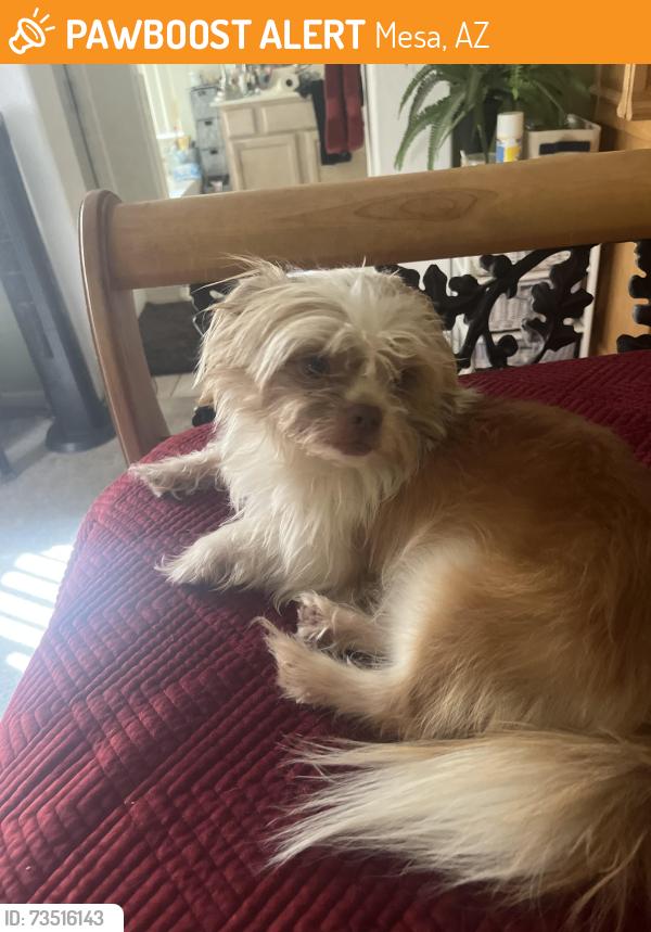 Found/Stray Male Dog last seen Brown rd and power, Mesa, AZ 85205