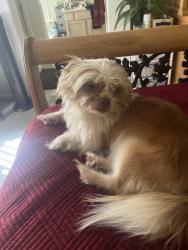 Found/Stray Male Dog last seen Brown rd and power, Mesa, AZ 85205