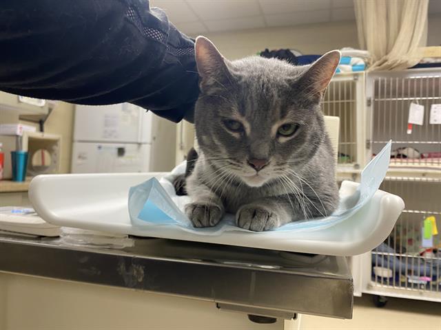 Shelter Stray Female Cat last seen Near BLOCK W CAPITOL DR, 3839 W Burnham St, West Milwaukee, WI 53215, USA