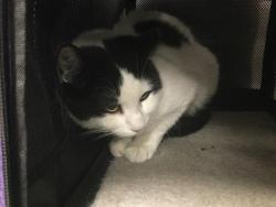 Shelter Stray Female Cat last seen Near BLOCK PETLAND PLACE THOUSAND PALMS CA 92276, 72050 Pet Land Pl, Thousand Palms, CA 92276, USA