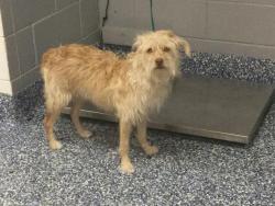 Shelter Stray Female Dog last seen AVENIDA MARAVILLA /TACHEVAH CATHEDRAL CITY CA 92234, 72050 Pet Land Pl, Thousand Palms, CA 92276, USA